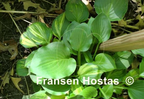 Hosta Lakeside Baby Face Streak